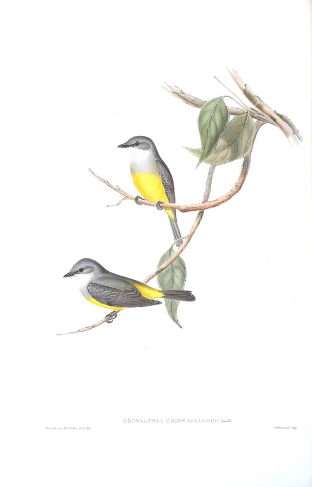 The whole sheet of volume III, plate 12, with its engraved caption
