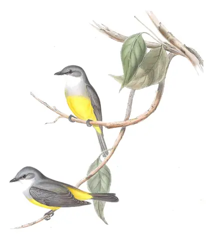 Volume III, plate 12 of Gould's The Birds of Australia: Western Yellow Robin (Eopsaltria griseogularis)