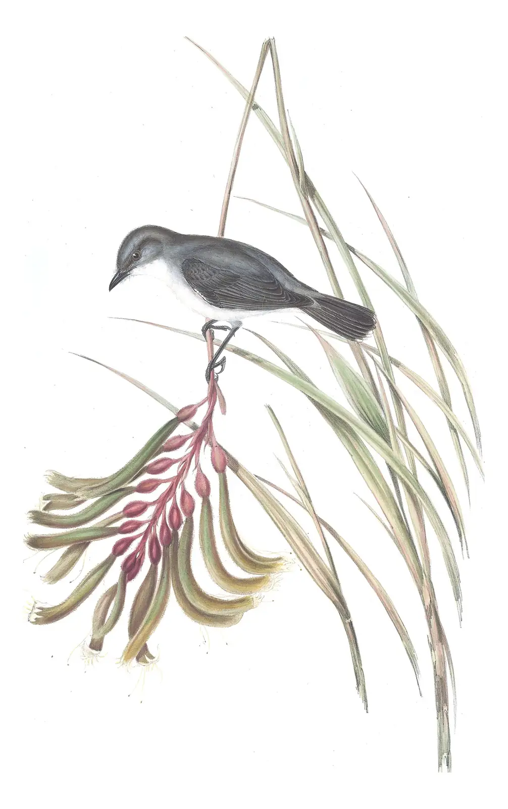 Volume III, plate 13 of Gould's The Birds of Australia: White-breasted Robin (Eopsaltria georgiana)