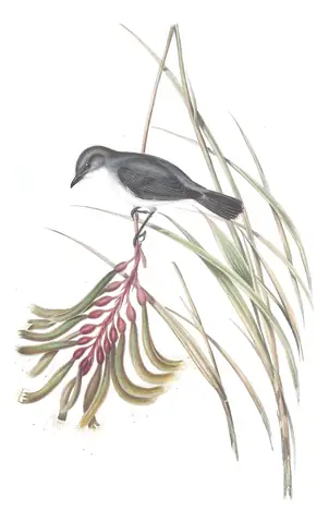 Volume III, plate 13 of Gould's The Birds of Australia: White-breasted Robin (Eopsaltria georgiana)