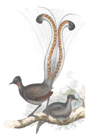 Volume III, plate 14 of Gould's The Birds of Australia: Superb Lyrebird (Menura novaehollandiae)