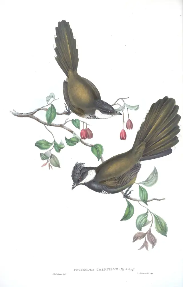 The whole sheet of volume III, plate 15, with its engraved caption