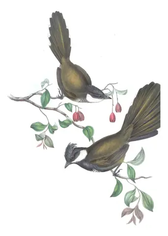 Volume III, plate 15 of Gould's The Birds of Australia: Eastern Whipbird (Psophodes olivaceus)