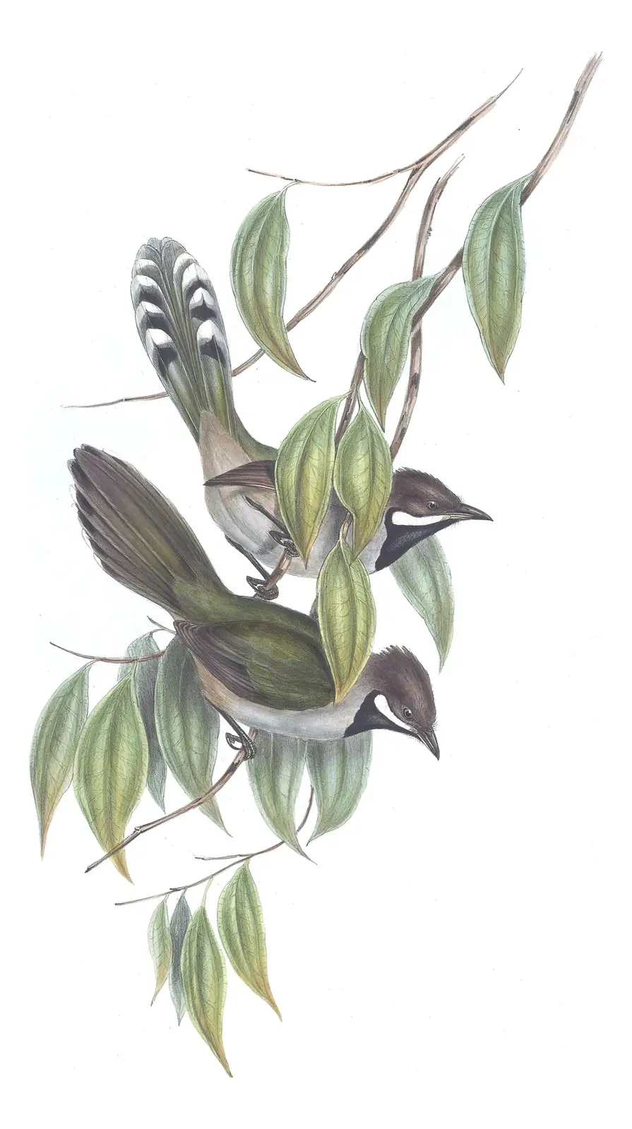 Volume III, plate 16 of Gould's The Birds of Australia: Western Whipbird (Psophodes nigrogularis)