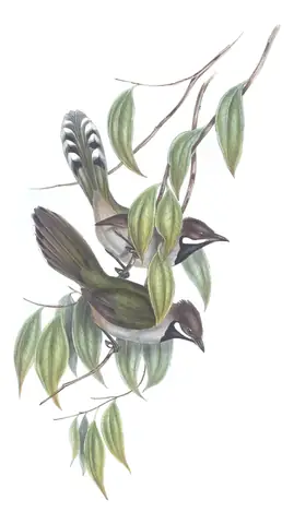 Volume III, plate 16 of Gould's The Birds of Australia: Western Whipbird (Psophodes nigrogularis)