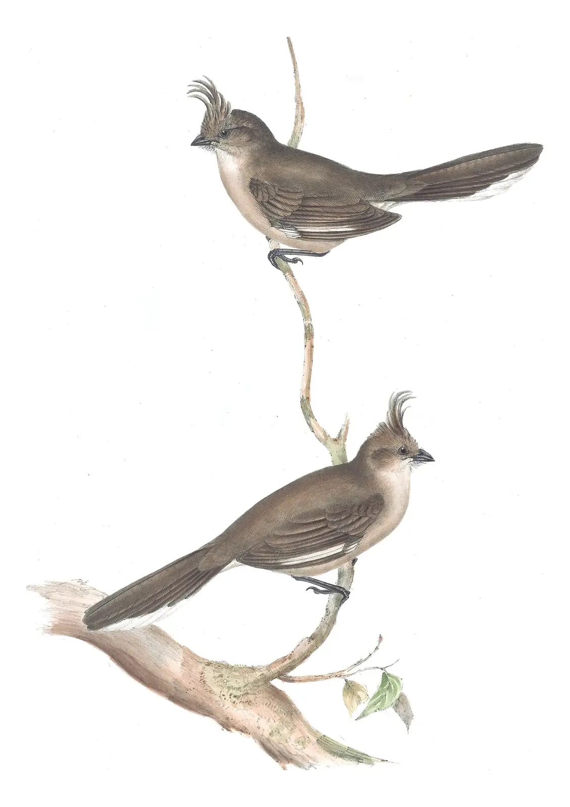 Volume III, plate 17 of Gould's The Birds of Australia: Chirruping Wedgebill (Psophodes cristatus)