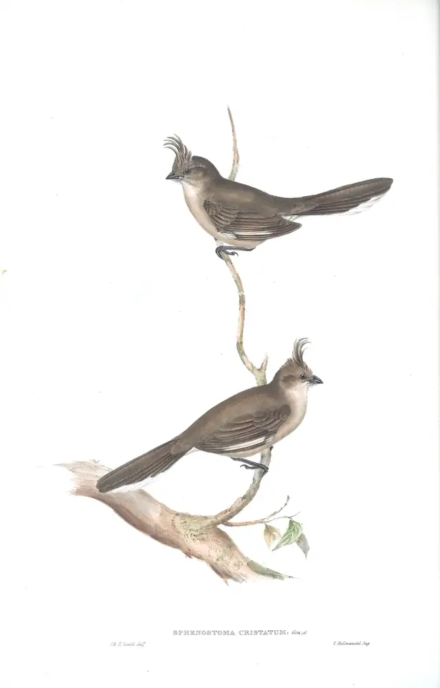The whole sheet of volume III, plate 17, with its engraved caption