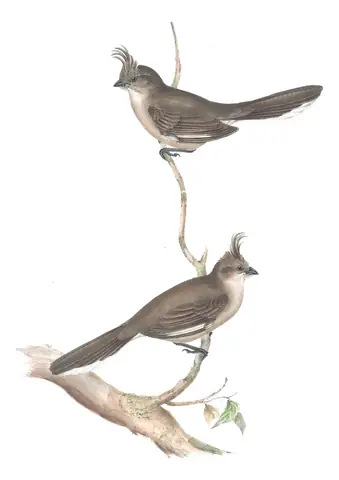 Volume III, plate 17 of Gould's The Birds of Australia: Chirruping Wedgebill (Psophodes cristatus)