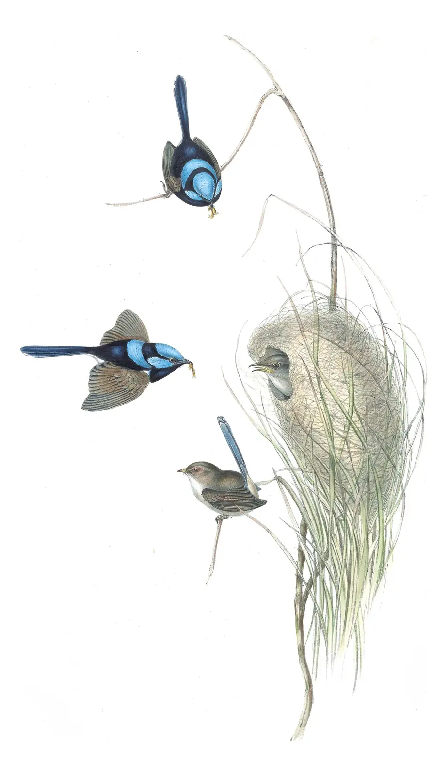 Volume III, plate 18 of Gould's The Birds of Australia: Superb Fairywren (Malurus cyaneus)