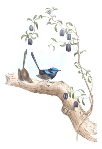 Volume III, plate 19 of Gould's The Birds of Australia: Superb Fairywren (Malurus cyaneus)