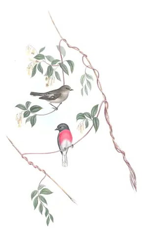 Volume III, plate 2 of Gould's The Birds of Australia: Rose Robin (Petroica rosea)