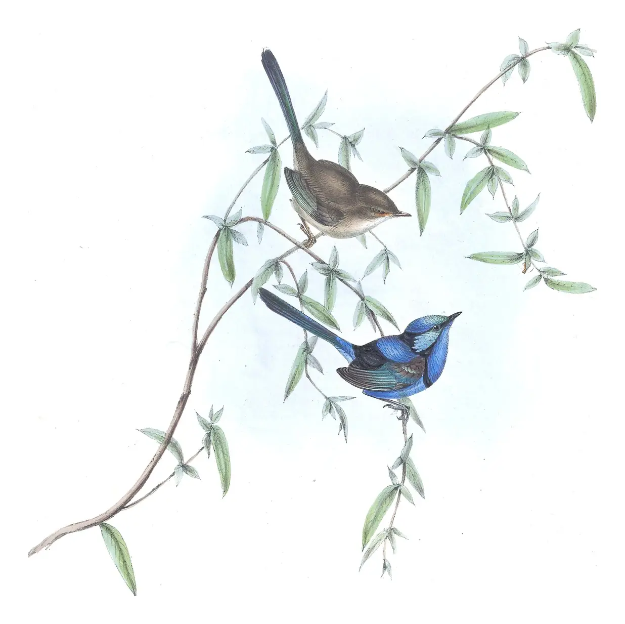 Volume III, plate 20 of Gould's The Birds of Australia: Splendid Fairywren (Malurus splendens)