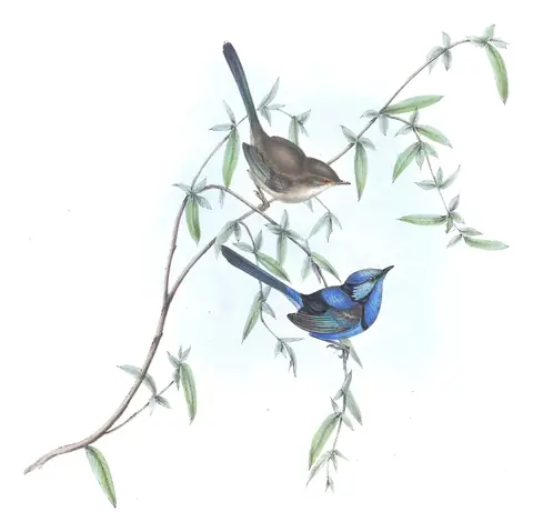 Volume III, plate 20 of Gould's The Birds of Australia: Splendid Fairywren (Malurus splendens)