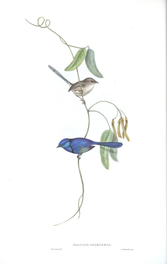 The whole sheet of volume III, plate 21, with its engraved caption