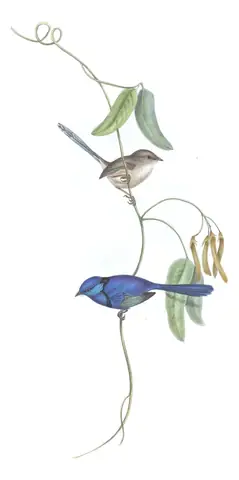 Volume III, plate 21 of Gould's The Birds of Australia: Splendid Fairywren (Malurus splendens)