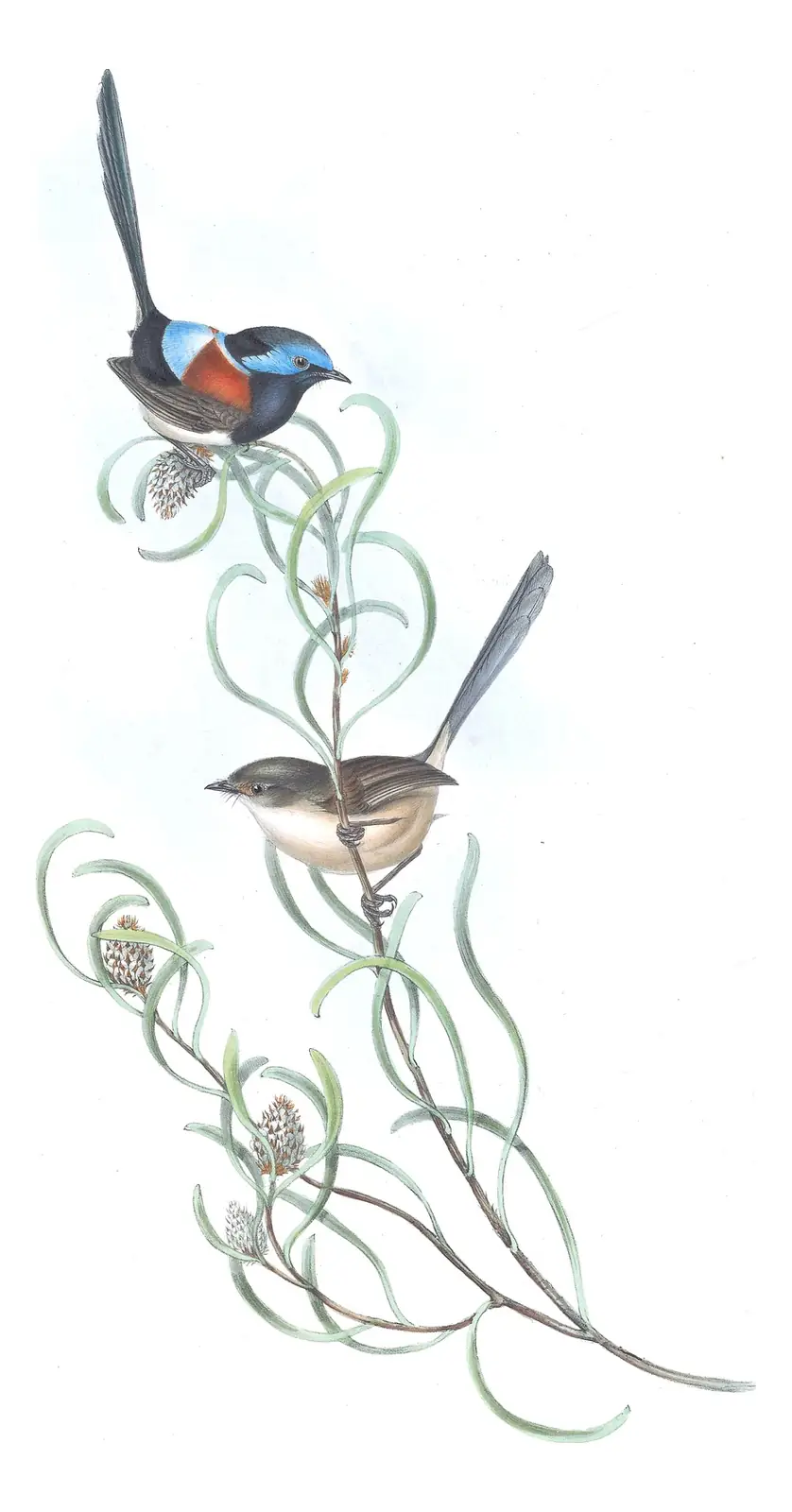 Volume III, plate 22 of Gould's The Birds of Australia: Red-winged Fairywren (Malurus elegans)