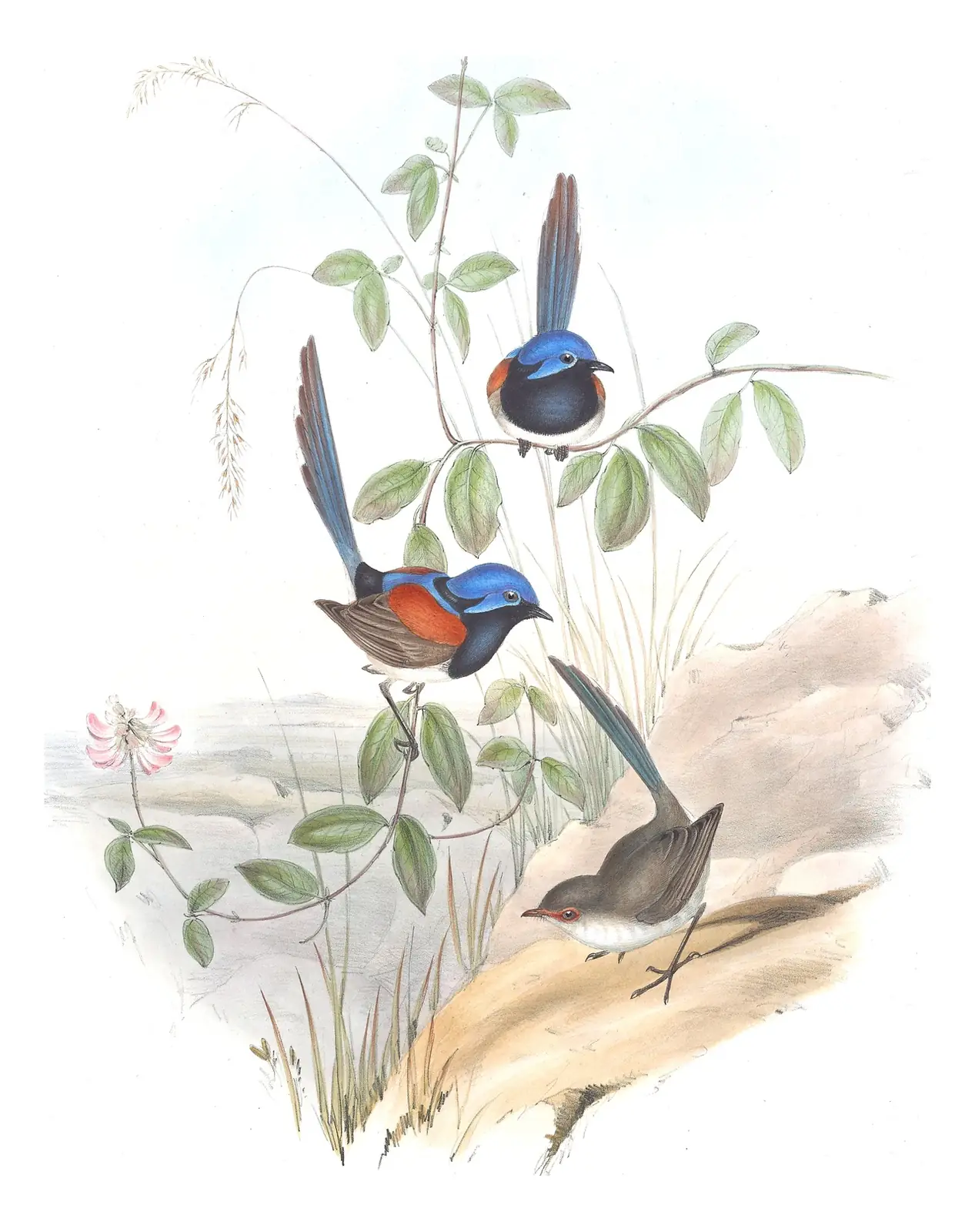 Volume III, plate 23 of Gould's The Birds of Australia: Blue-breasted Fairywren (Malurus pulcherrimus)
