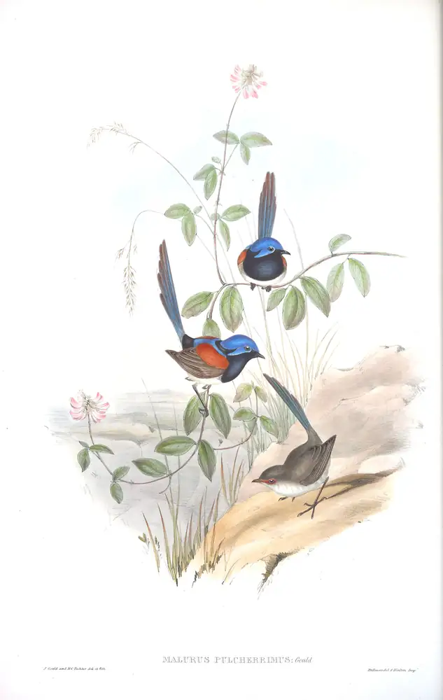 The whole sheet of volume III, plate 23, with its engraved caption