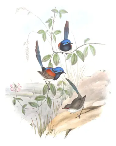 Volume III, plate 23 of Gould's The Birds of Australia: Blue-breasted Fairywren (Malurus pulcherrimus)