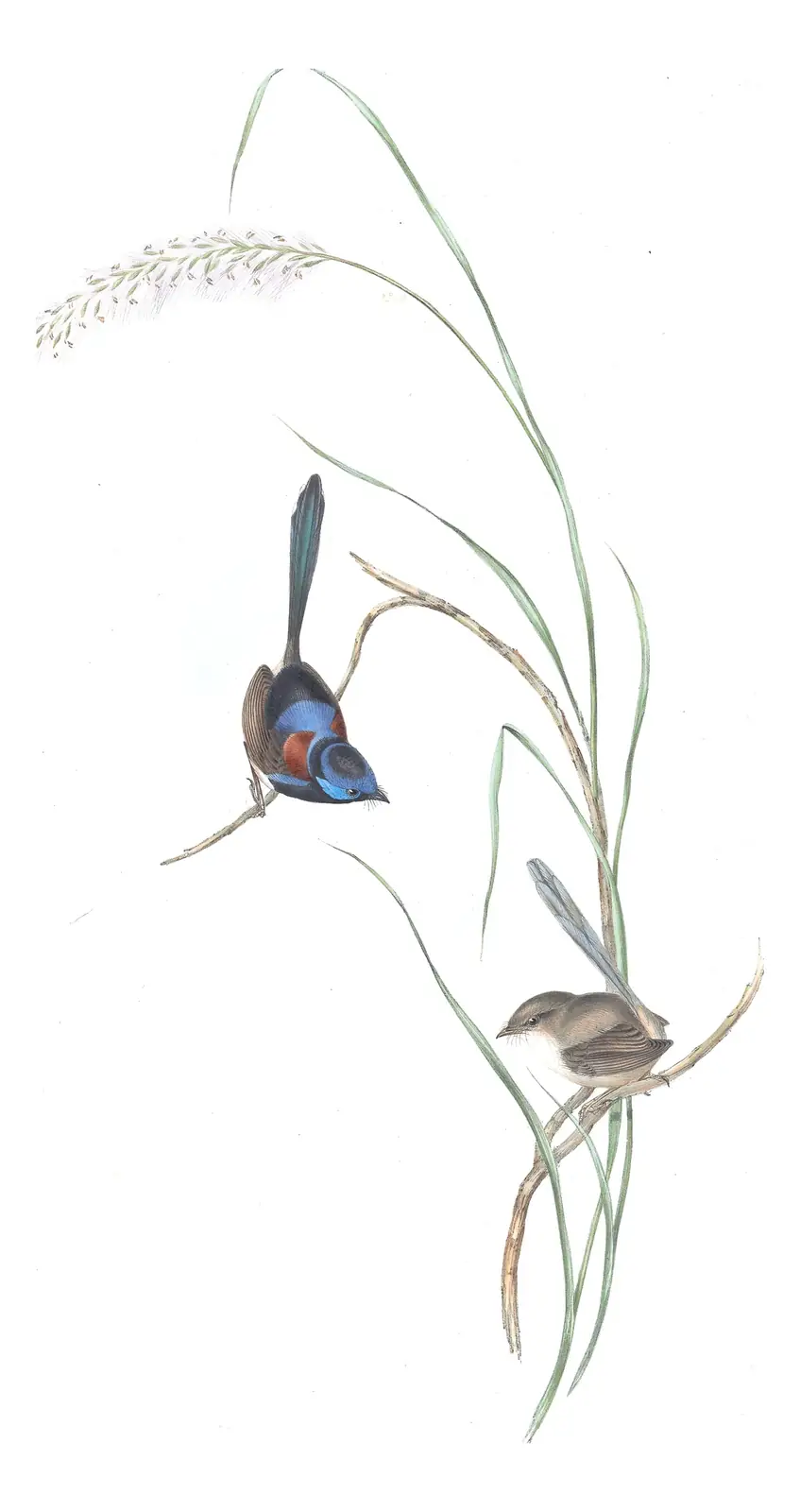 Volume III, plate 24 of Gould's The Birds of Australia: Variegated Fairywren (Malurus lamberti)