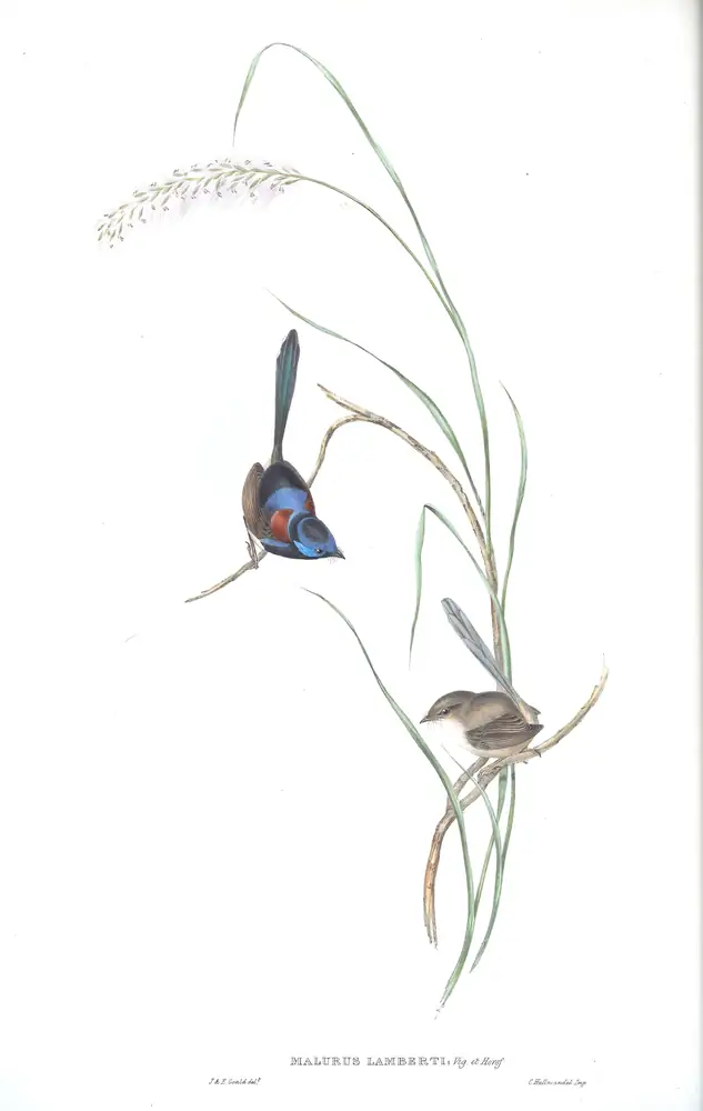 The whole sheet of volume III, plate 24, with its engraved caption