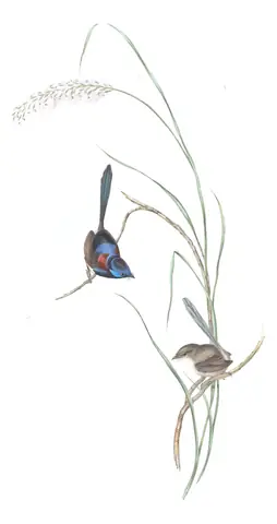 Volume III, plate 24 of Gould's The Birds of Australia: Variegated Fairywren (Malurus lamberti)