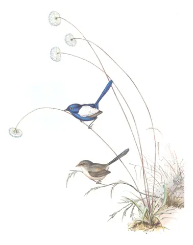 Volume III, plate 25 of Gould's The Birds of Australia: White-winged Fairywren (Malurus leucopterus)