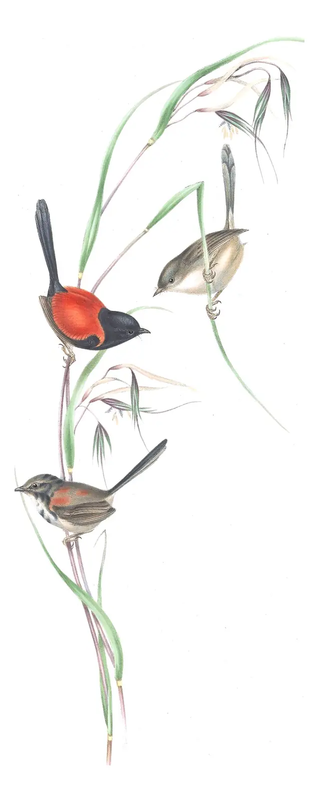 Volume III, plate 26 of Gould's The Birds of Australia: Red-backed Fairywren (Malurus melanocephalus)
