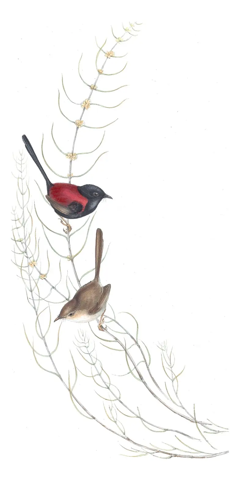 Volume III, plate 27 of Gould's The Birds of Australia: Red-backed Fairywren (Malurus melanocephalus)