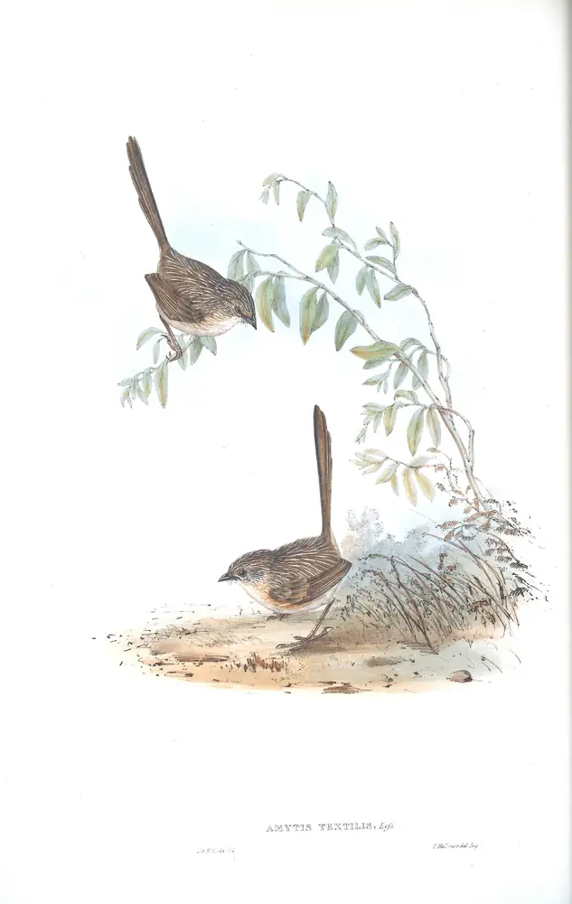 The whole sheet of volume III, plate 28, with its engraved caption