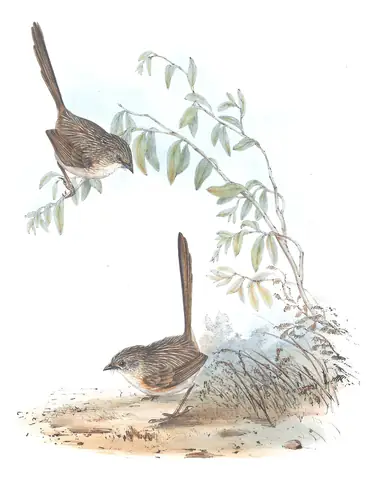 Volume III, plate 28 of Gould's The Birds of Australia: Thick-billed Grasswren (Amytornis modestus)