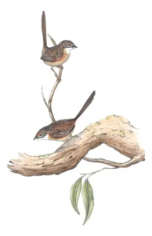 Volume III, plate 29 of Gould's The Birds of Australia: Striated Grasswren (Amytornis striatus)