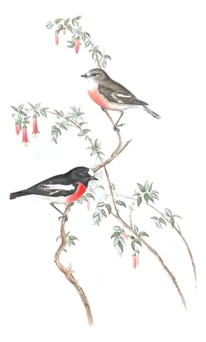 Volume III, plate 3 of Gould's The Birds of Australia: Scarlet Robin (Petroica boodang)