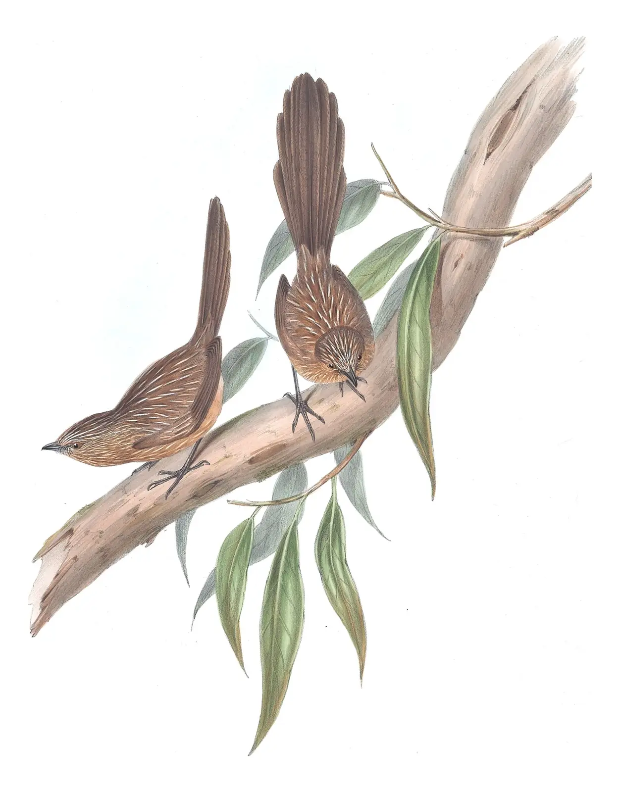 Volume III, plate 30 of Gould's The Birds of Australia: Western Grasswren (Amytornis textilis)