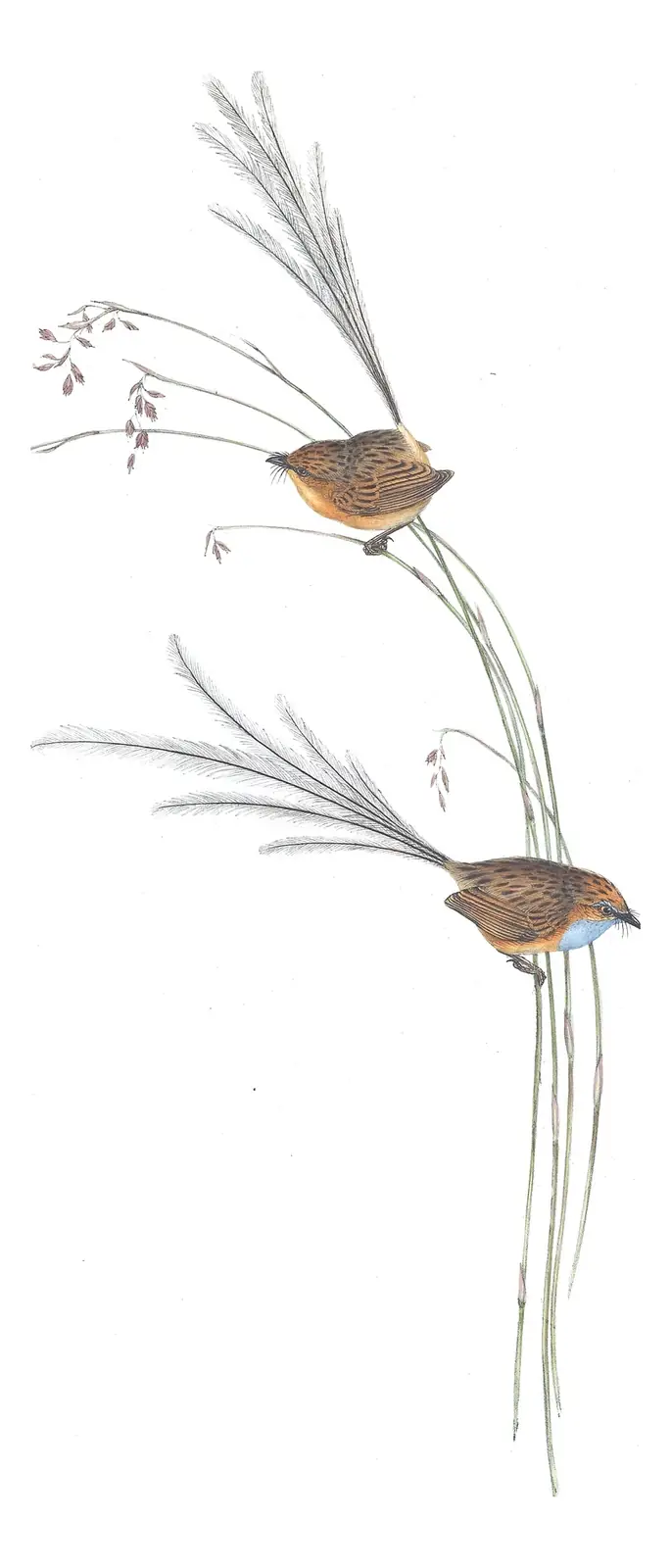 Volume III, plate 31 of Gould's The Birds of Australia: Southern Emuwren (Stipiturus malachurus)