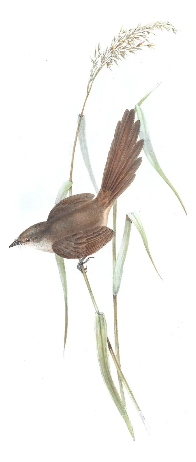 Volume III, plate 32 of Gould's The Birds of Australia: Eastern Bristlebird (Dasyornis brachypterus)