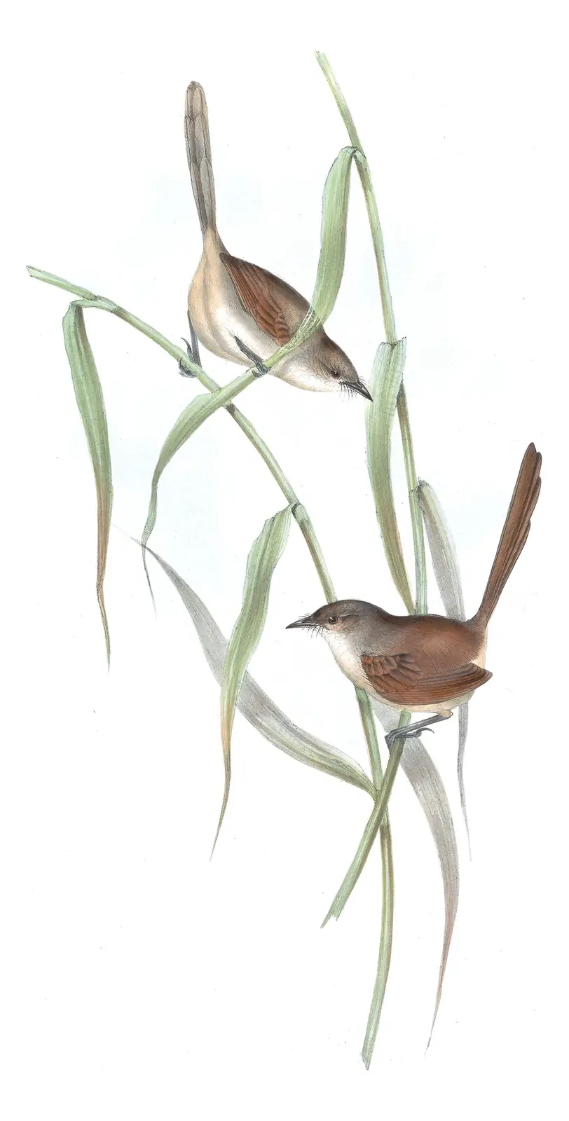Volume III, plate 33 of Gould's The Birds of Australia: Western Bristlebird (Dasyornis longirostris)