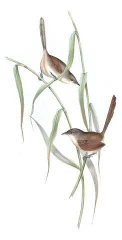 Volume III, plate 33 of Gould's The Birds of Australia: Western Bristlebird (Dasyornis longirostris)