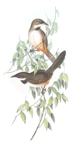 Volume III, plate 34 of Gould's The Birds of Australia: Noisy Scrub-bird (Atrichornis clamosus)