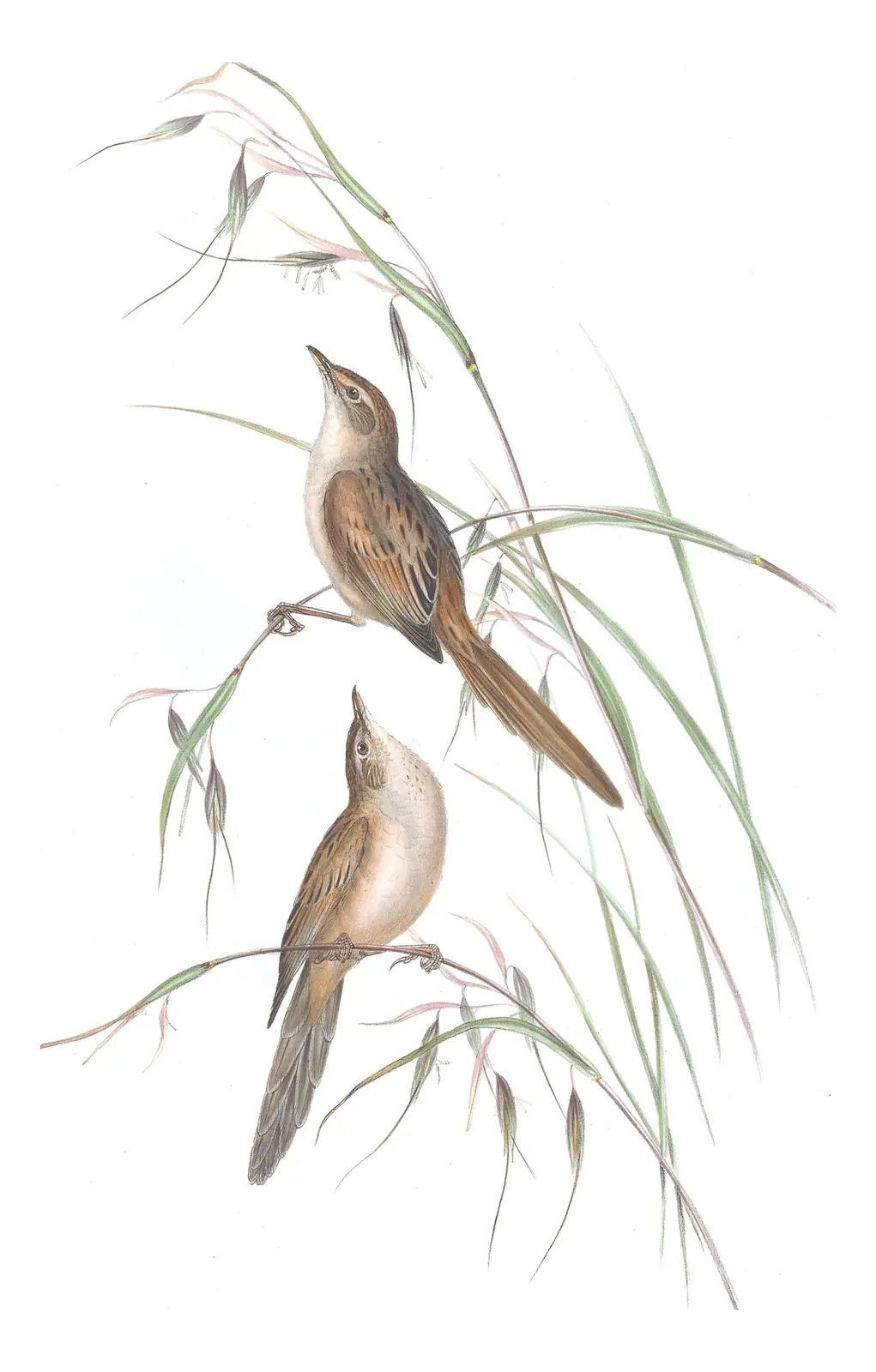 Volume III, plate 35 of Gould's The Birds of Australia: Tawny Grassbird (Cincloramphus timoriensis)