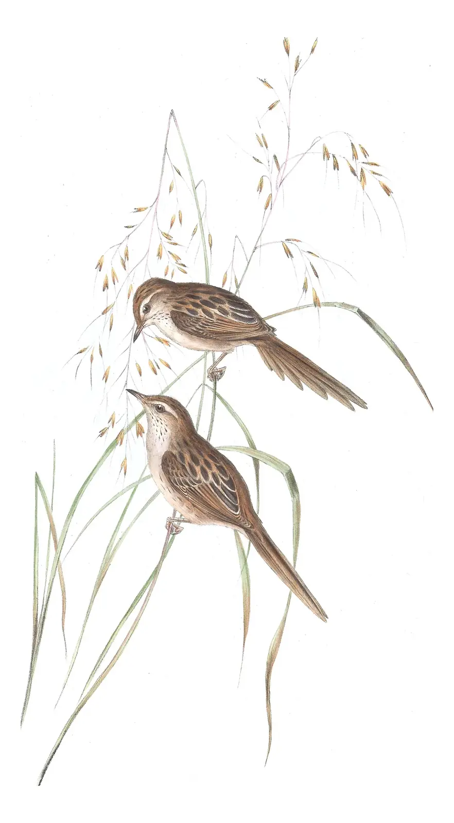 Volume III, plate 36 of Gould's The Birds of Australia: Little Grassbird (Poodytes gramineus)