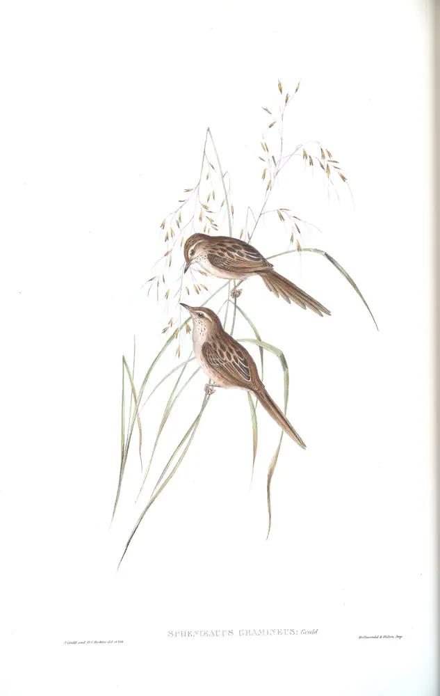 The whole sheet of volume III, plate 36, with its engraved caption