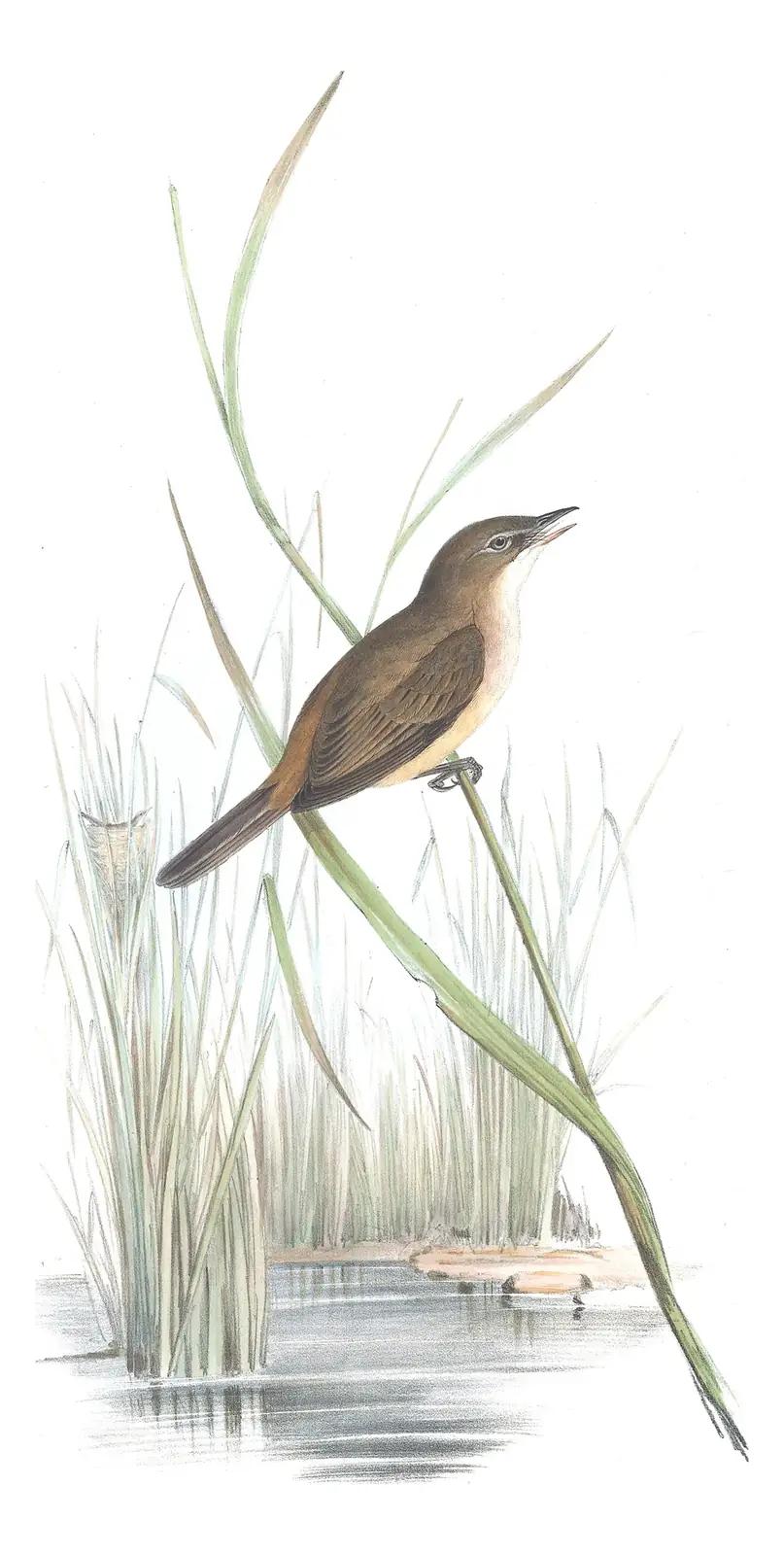 Volume III, plate 37 of Gould's The Birds of Australia: Australian Reed Warbler (Acrocephalus australis)