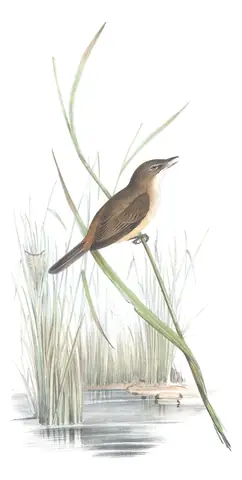 Volume III, plate 37 of Gould's The Birds of Australia: Australian Reed Warbler (Acrocephalus australis)