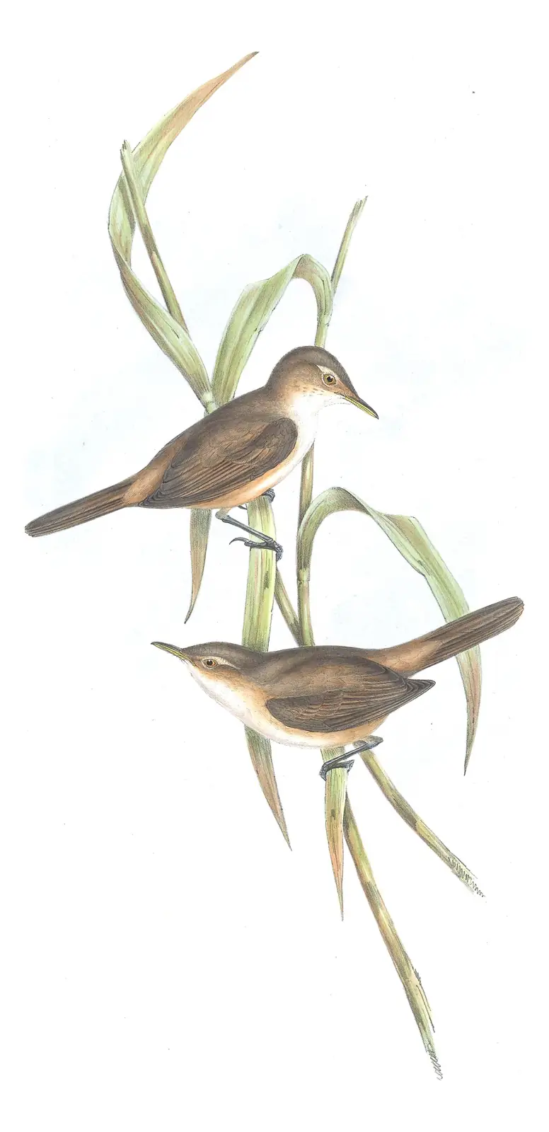 Volume III, plate 38 of Gould's The Birds of Australia: Australian Reed Warbler (Acrocephalus australis)