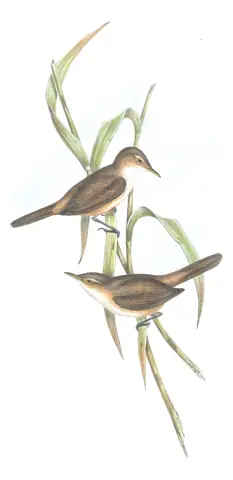 Volume III, plate 38 of Gould's The Birds of Australia: Australian Reed Warbler (Acrocephalus australis)