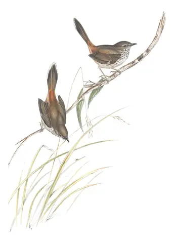 Volume III, plate 39 of Gould's The Birds of Australia: Chestnut-rumped Heathwren (Hylacola pyrrhopygia)