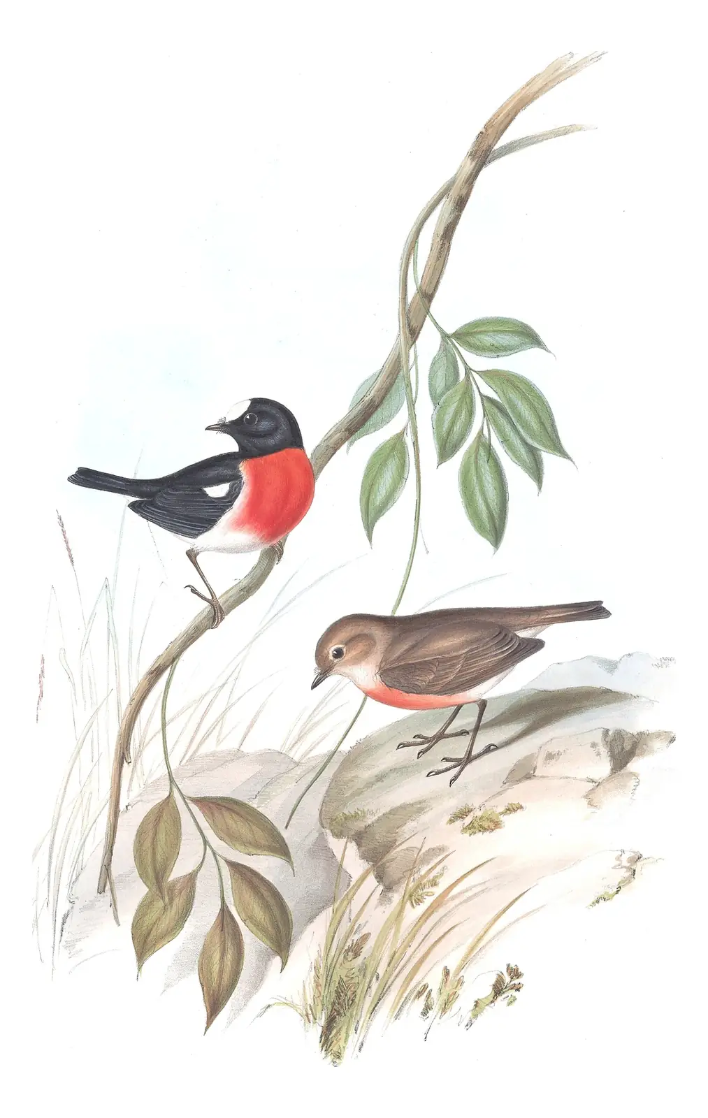 Volume III, plate 4 of Gould's The Birds of Australia: Norfolk Robin (Petroica multicolor)