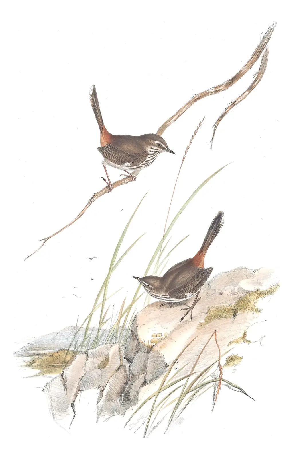 Volume III, plate 40 of Gould's The Birds of Australia: Shy Heathwren (Hylacola cauta)