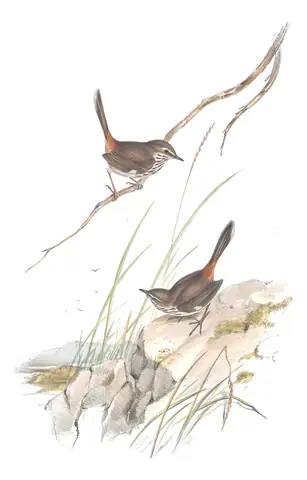 Volume III, plate 40 of Gould's The Birds of Australia: Shy Heathwren (Hylacola cauta)